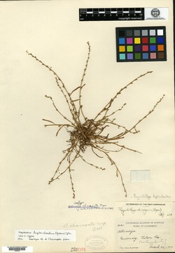 Image of Allocarya charaxata