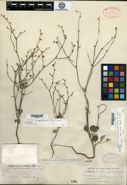 Image of Eriogonum dasyanthemum