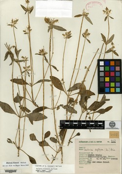Image of Halenia hintonii