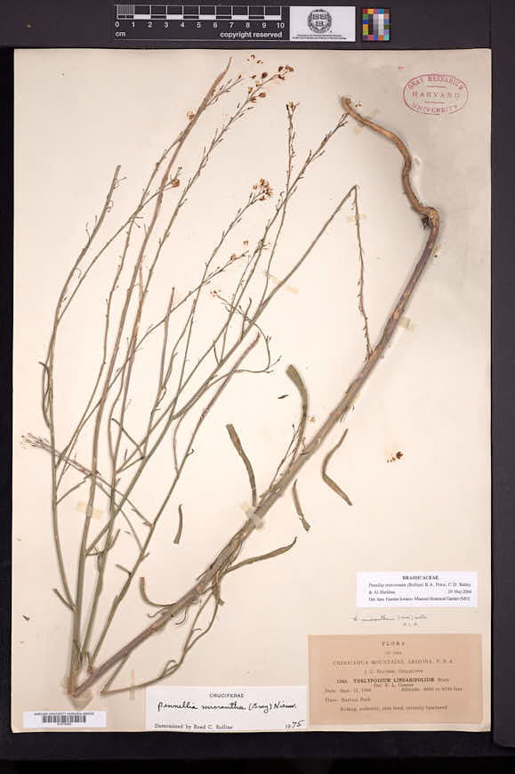 Pennellia tricornuta image