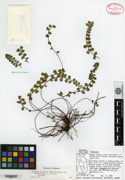 Image of Jamesonia hispidula