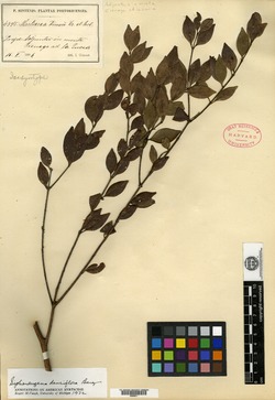 Image of Siphoneugena dussii