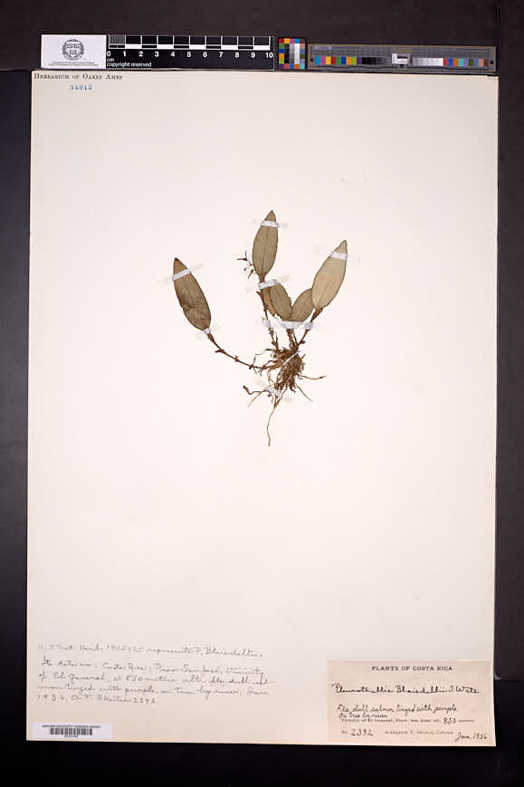 Trichosalpinx blaisdellii image