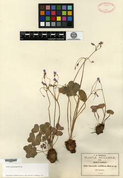 Image of Oxalis nudiflora
