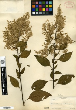 Image of Celosia monosperma