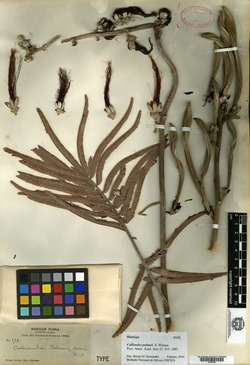 Image of Calliandra palmeri