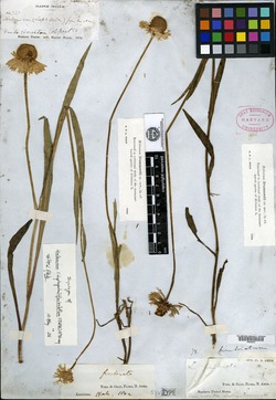 Image of Helenium fimbriatum