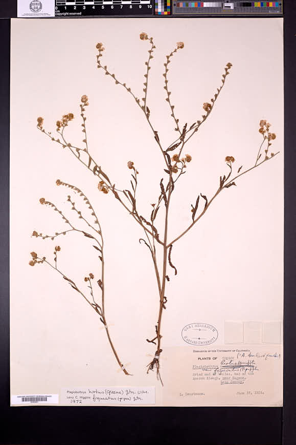 Plagiobothrys hirtus var. figuratus image