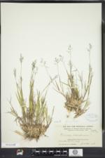 Dichanthelium acuminatum subsp. columbianum image