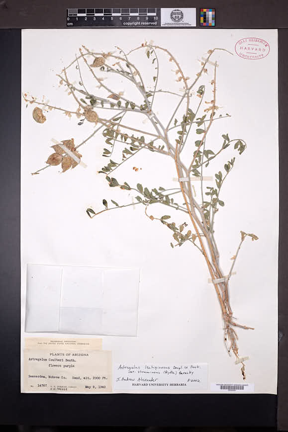 Astragalus lentiginosus var. stramineus image