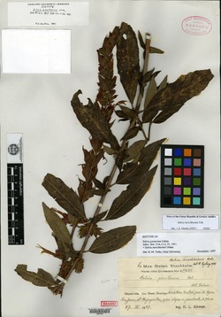 Image of Salvia aerea