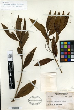 Image of Nectandra salicina
