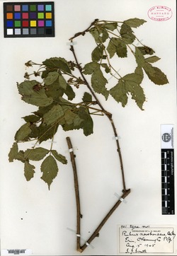 Image of Rubus noveboracus