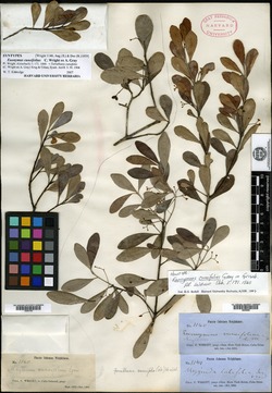 Torralbasia cuneifolia image