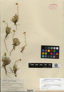 Image of Tanacetum simplex