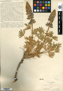 Image of Lupinus austromontanus