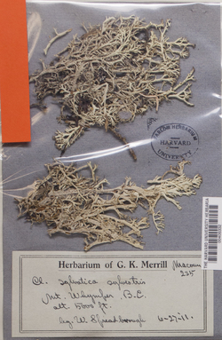 Cladonia arbuscula image