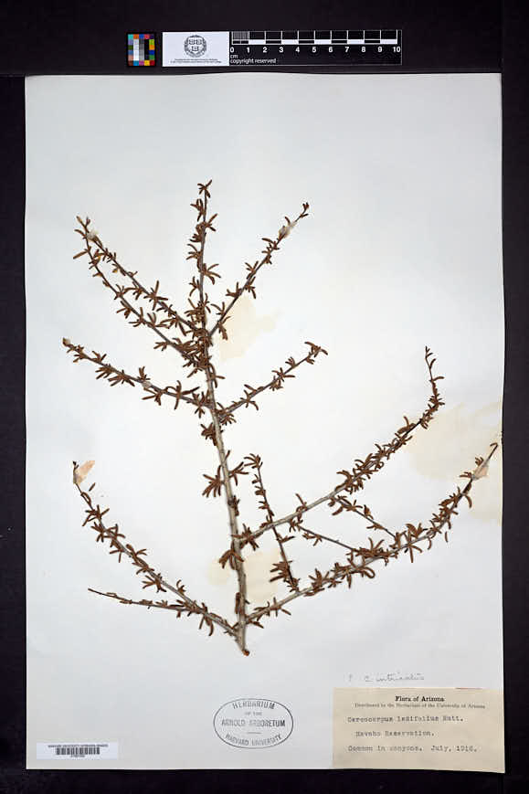 Cercocarpus intricatus image