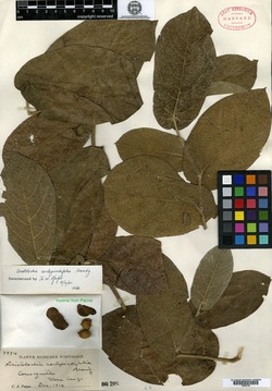 Image of Aristolochia asclepiadifolia