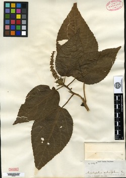 Acalypha membranacea image