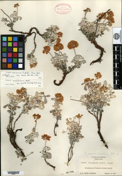 Eriogonum eximium image