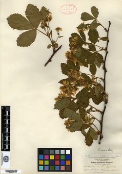 Image of Rubus peculiaris