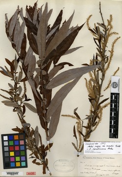 Salix nigra var. wardii image