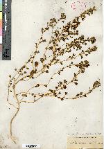 Amaranthus acutilobus image