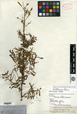 Image of Mimosa wrightii