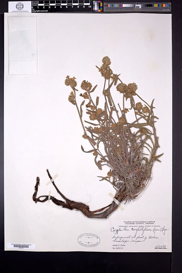 Cryptantha confertiflora image