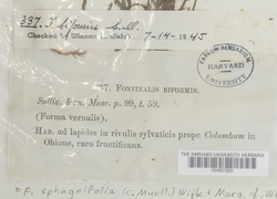 Fontinalis sphagnifolia image