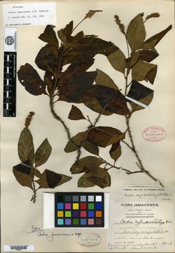 Image of Varronia jamaicensis