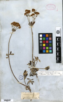Eriogonum heracleoides var. minus image