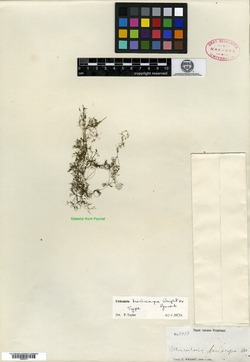 Image of Utricularia breviscapa