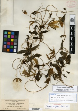 Image of Cobaea triflora