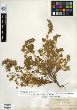 Lupinus pinetorum image