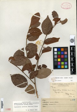 Image of Ruprechtia curranii