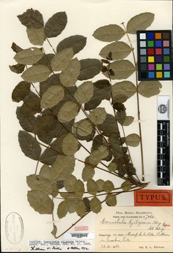 Image of Comocladia gilgiana
