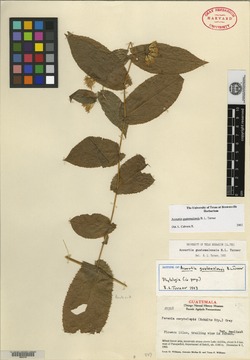 Image of Acourtia guatemalensis