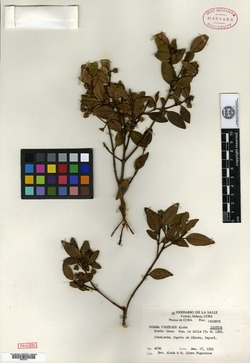 Image of Ossaea pinetorum