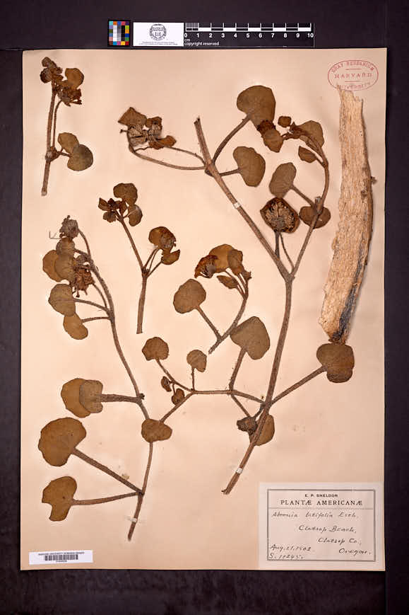 Abronia latifolia image