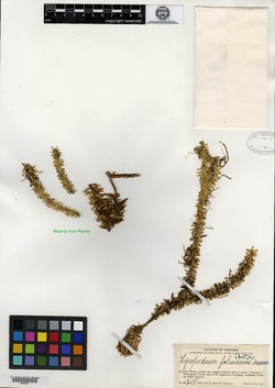 Image of Phlegmariurus foliaceus