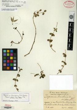 Image of Peperomia brouetiana