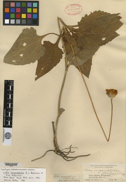 Image of Calea megacephala