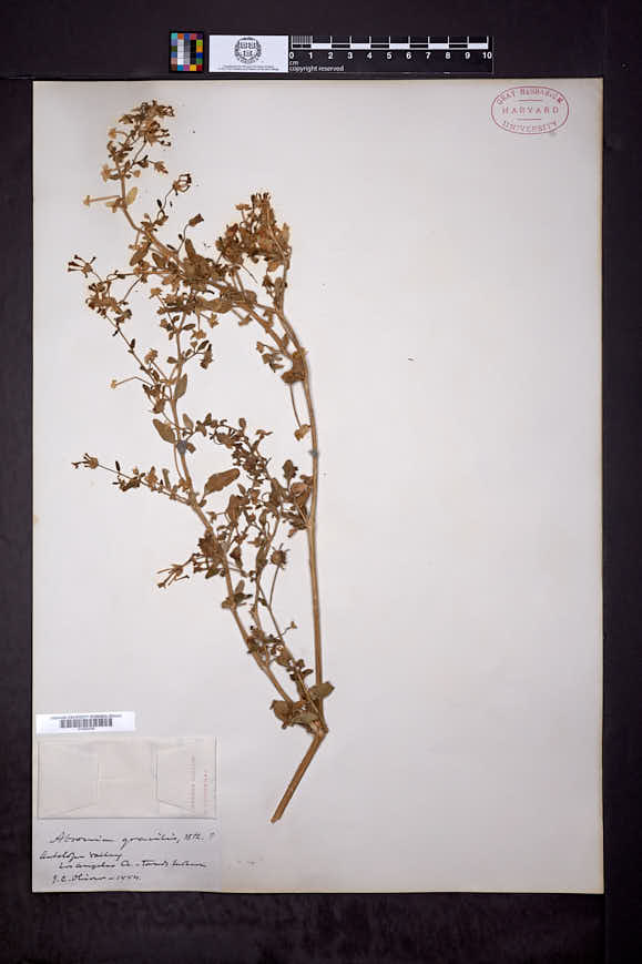 Image of Abronia gracilis