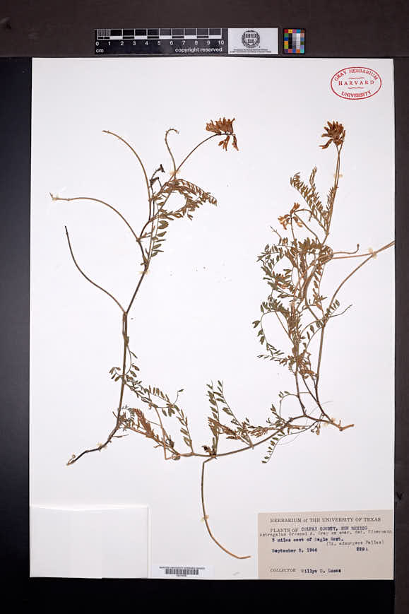 Astragalus flexuosus var. greenei image