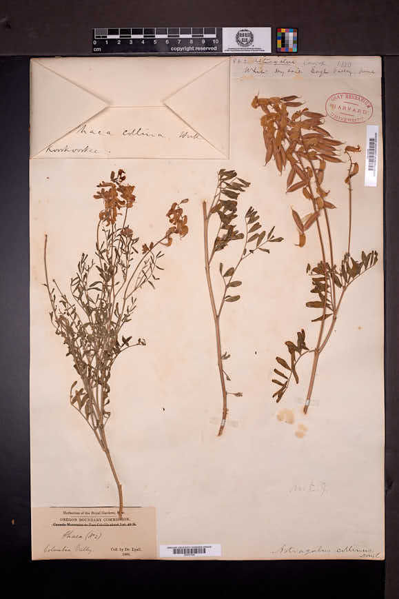 Astragalus collinus image