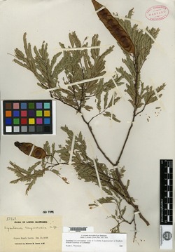 Lysiloma microphylla image