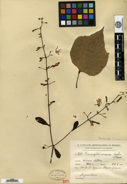 Image of Triumfetta coriacea
