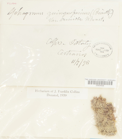 Sphagnum quinquefarium var. versicolor image